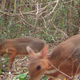 A pair of silver-backed chevrotains.